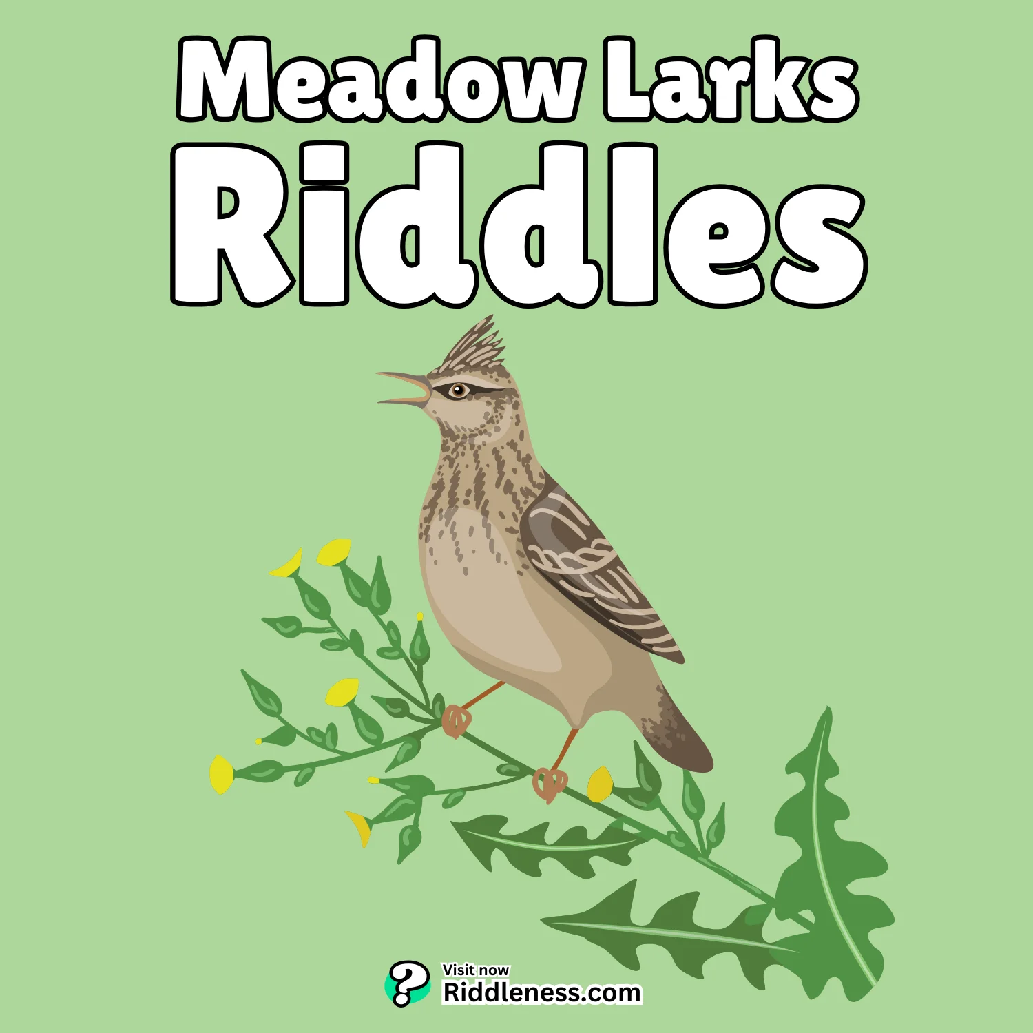 Meadow-Larks-Riddles