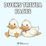 80+ Ducks Trivia & Facts (Fun Questions and Answers Quiz)